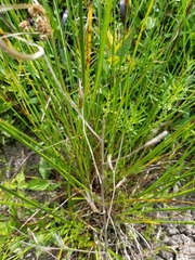 Cyperus reflexus