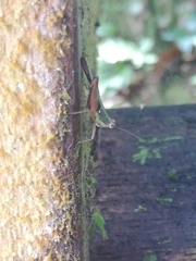 Scaria