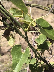 Aristolochia taliscana
