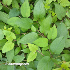 Paederia foetida