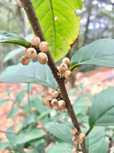Japanese Maesa
