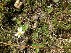 Fragaria vesca americana