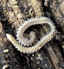 Andrognathus corticarius