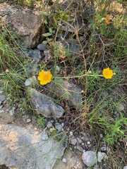 Thelesperma simplicifolium