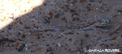 Stenodactylus petrii