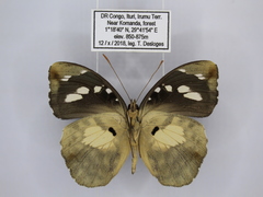 Aterica galene extensa