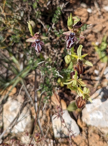 Image of Ophrys cretica by (c) Elias, some rights reserved (CC BY)