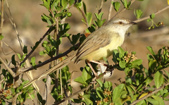 Prinia flavicans
