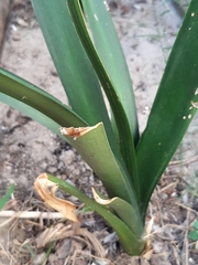 Clivia miniata miniata