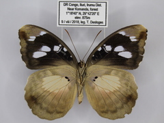 Aterica galene extensa