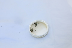 Nepomorpha