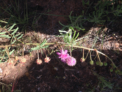 Mimosa microphylla