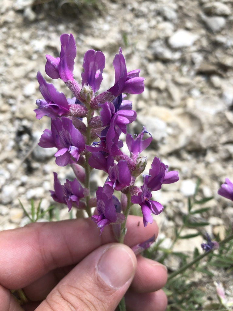 Lambert's Locoweed in April 2019 by Sam Kieschnick · iNaturalist