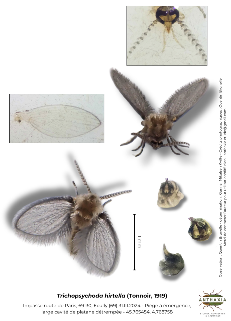 Trichopsychoda