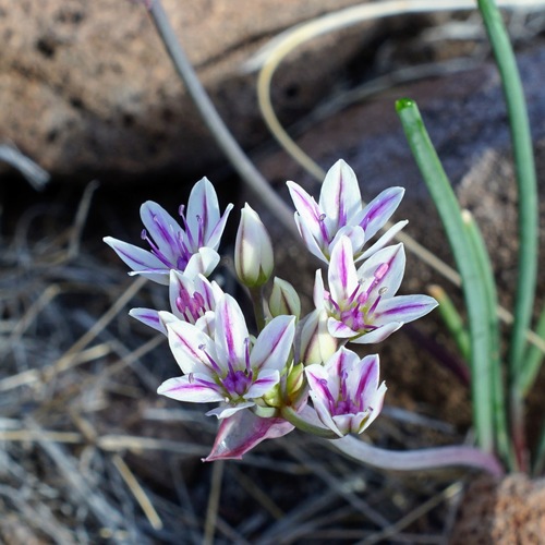 Image of Allium macropetalum by (c) Andrew Tree, some rights reserved (CC BY)