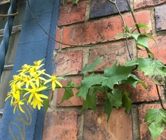 Angiospermae