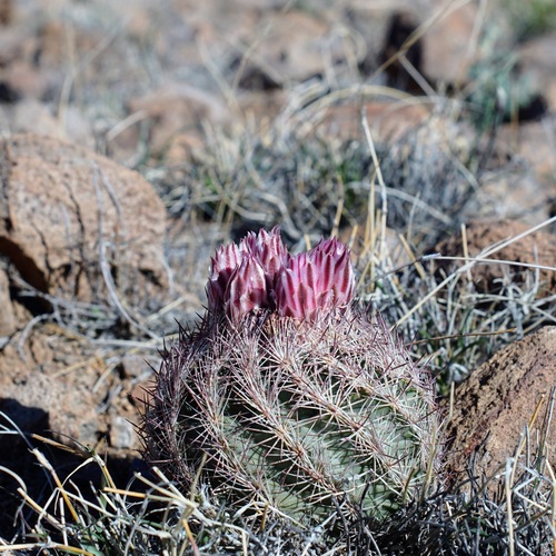 Sclerocactus intertextus