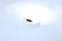 Somula mississippiensis