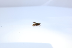 Somula mississippiensis