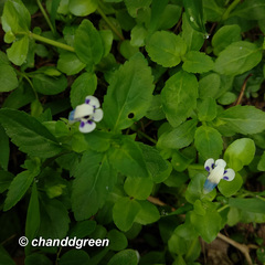 Lindernia rotundifolia