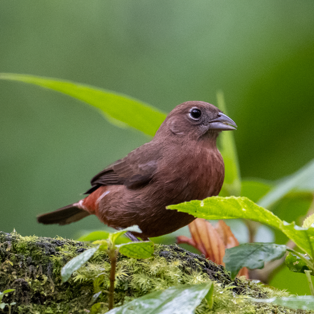 Red-crested Finch from Archidona Canton, Ecuador on March 14, 2024 at ...