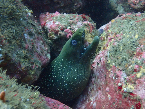 Fijnvlek-murene (Gymnothorax dovii) — Muraenidae — 3