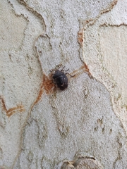 Antiteuchus mixtus