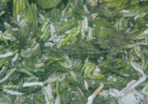 Pomatoschistus microps