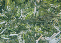 Pomatoschistus microps