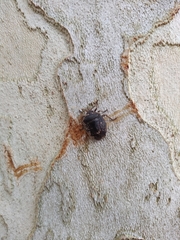 Antiteuchus mixtus