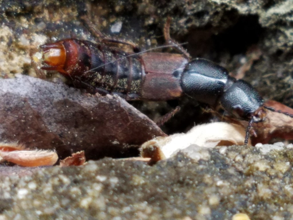 Platydracus praetermissus