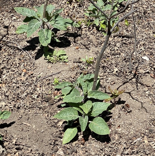 Hairy Thorn-apple foliage