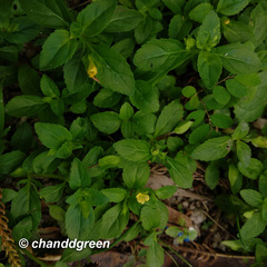 Mecardonia procumbens