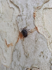 Antiteuchus mixtus