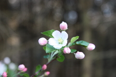 Malus angustifolia