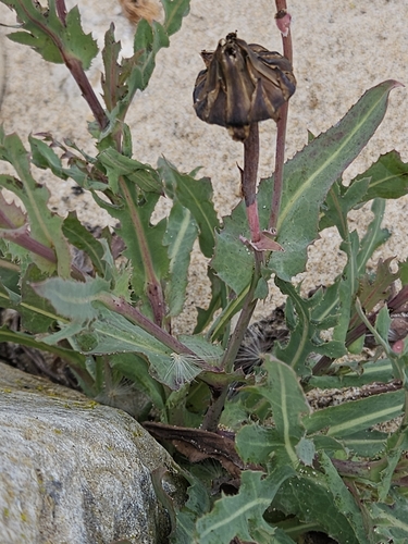 Image of Reichardia gaditana by (c) Alessia Guggisberg, some rights reserved (CC BY-SA)