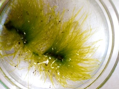 Ulva compressa