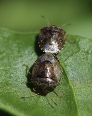 Cosmopepla intergressa