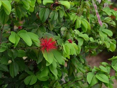 Calliandra tergemina