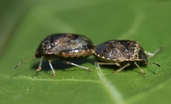 Cosmopepla intergressa