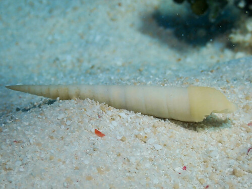 Terebra cingulifera observed 2024-02-26