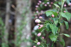 Malus angustifolia