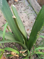 Clivia miniata miniata
