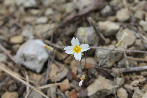 Image of Leavenworthia stylosa by (c) Dominic, some rights reserved (CC BY)