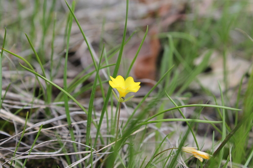 Image of Leavenworthia stylosa by (c) Dominic, some rights reserved (CC BY)