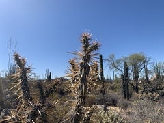 Cylindropuntia molesta molesta