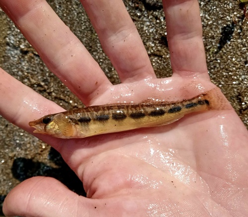 Blotchside darter (Percina burtoni) — Percidae — 3