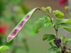 Calliandra tergemina