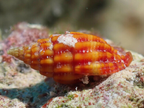 Vexillum aureolatum observed 2024-02-16