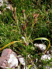 Cyperus prolixus